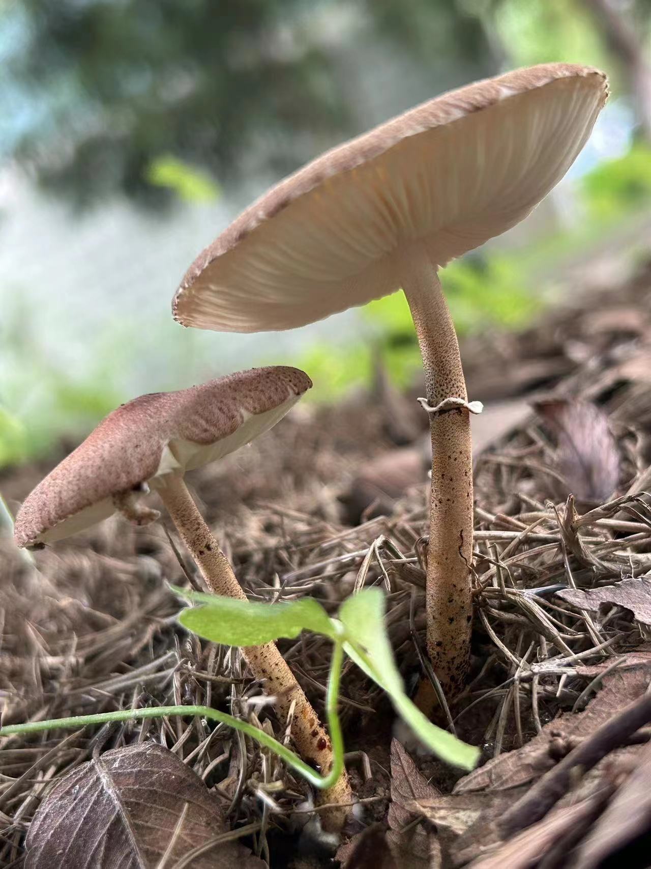 mushroomimage